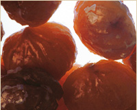 bkg-marrons-glaces